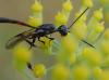 286645 – Photo : Catherine Reymonet-Smitten – France (31)